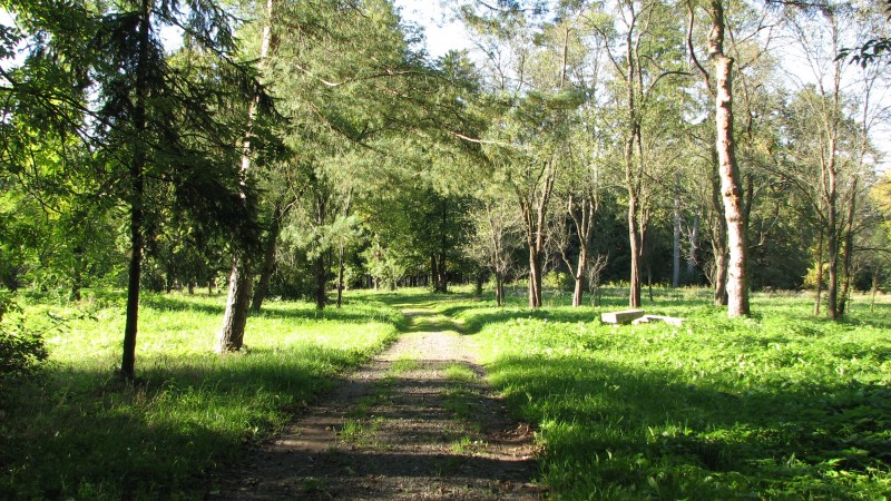 Acţiune de plantare de arbori în Parcul Dendrologic Kronstadt
