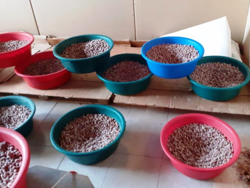 ANPC: 167 de kilograme de alune improprii consumului uman, oprite de la comercializare ANPC: 167 de kilograme de alune improprii consumului uman, oprite de la comercializare