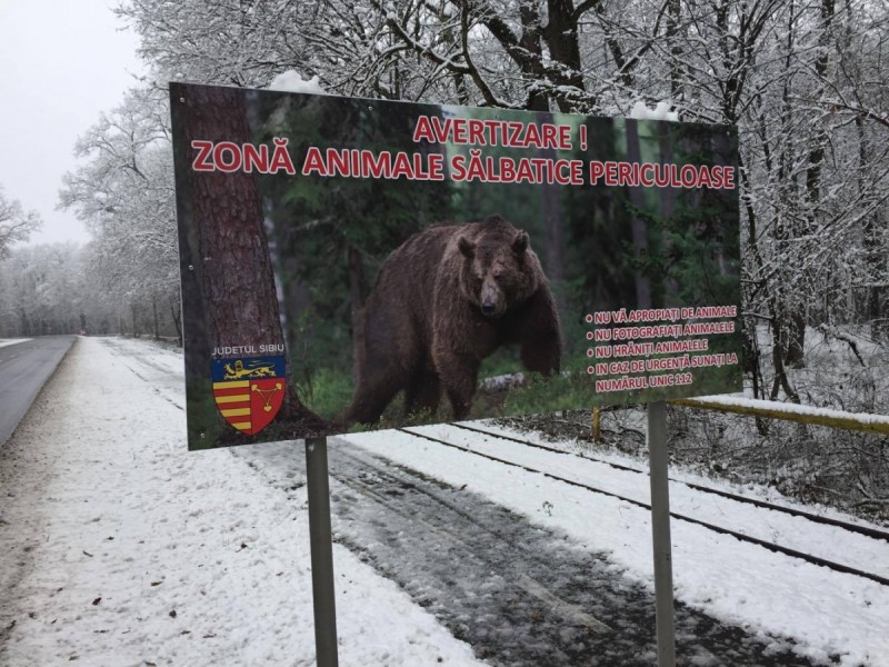 În judeţul Sibiu vor fi amplasate panouri mari, cu sfaturi pentru cetăţenii care întâlnesc urşi