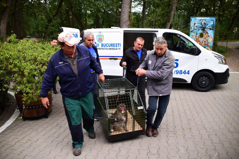 Animalele confiscate de la Nuțu Cămătaru au ajuns la Zoo Târgu-Mureș
