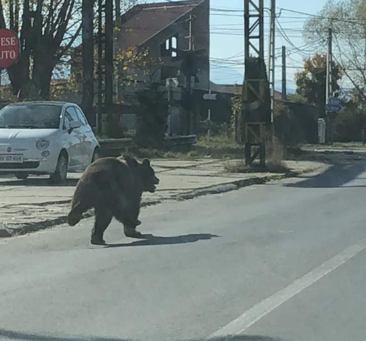 Copilașii atacați de urs, în județul Brașov, sunt în stare bună Copilașii atacați de urs, în județul Brașov, sunt în stare bună