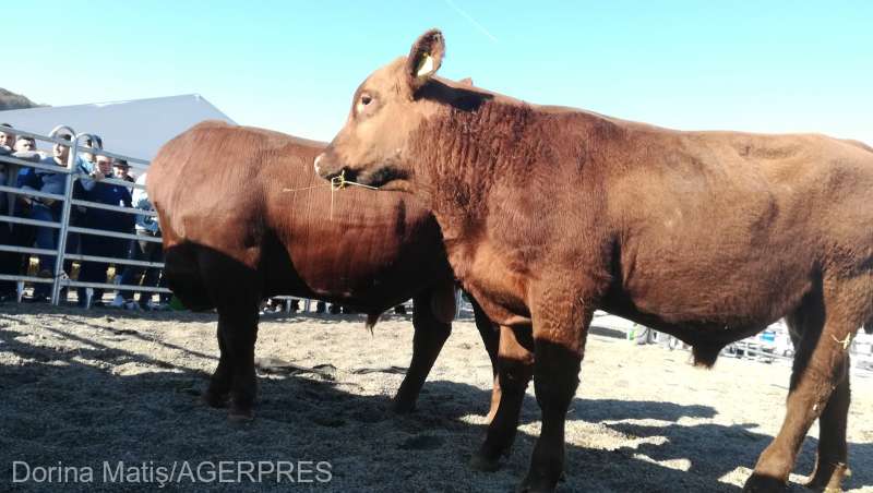 În judeţul Mureş a fost inaugurată prima fermă din România de selecţie şi testare a tăuraşilor din rasa Aberdeen Angus
