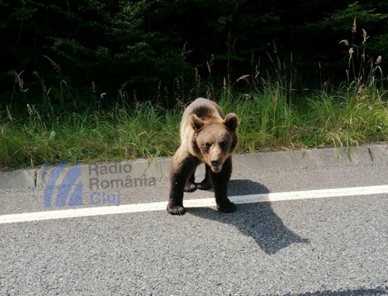 Pui de urs pe străzile din Săcele, județul Brașov