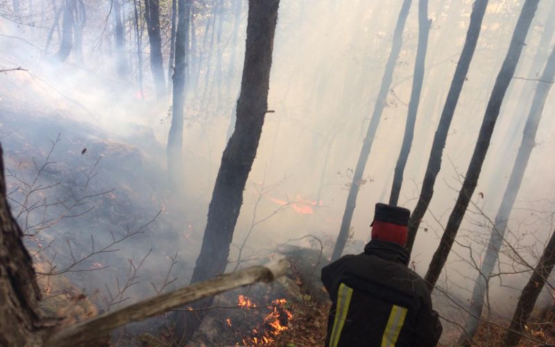 Incendiul de pădure din zona orașului Cisnădie a fost lichidat