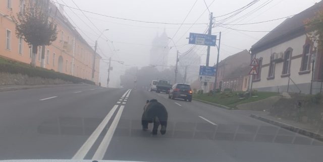 UPDATE: Ursul care a intrat în municipiul Mediaş a fost alungat în mediul său natural