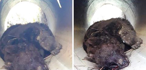 Un urs a fost găsit mort într-un șant, într-o localitate din Mureș