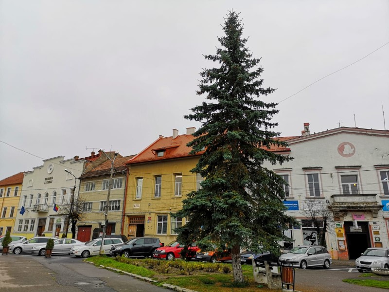 (AUDIO) La Făgăraș se vor împodobi brazii deja plantați în cartierele din oraș, pentru a proteja pădurea