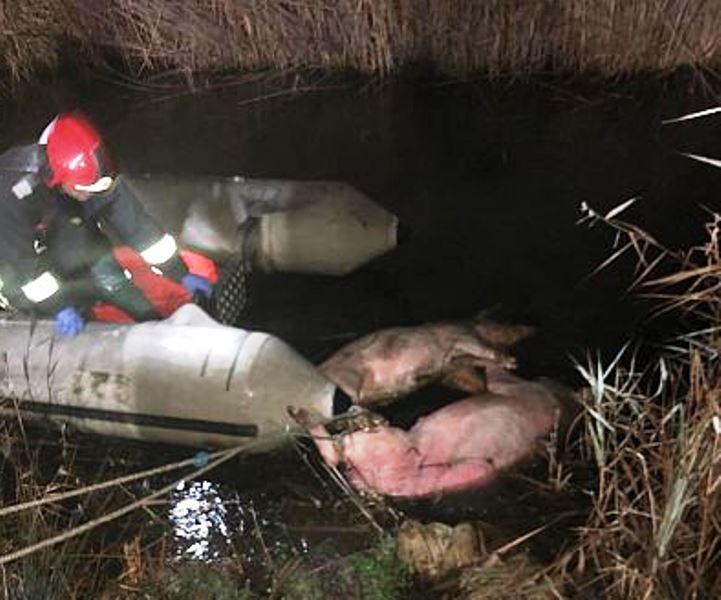 Cadavrele porcilor găsiţi în lacul din Vârghiş nu sunt contaminate cu pesta porcină