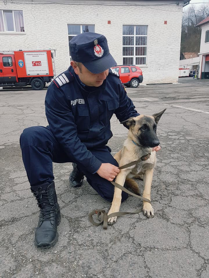 ISU Braşov are un nou angajat, o căţeluşă din rasa ciobănesc belgian ISU Braşov are un nou angajat, o căţeluşă din rasa ciobănesc belgian