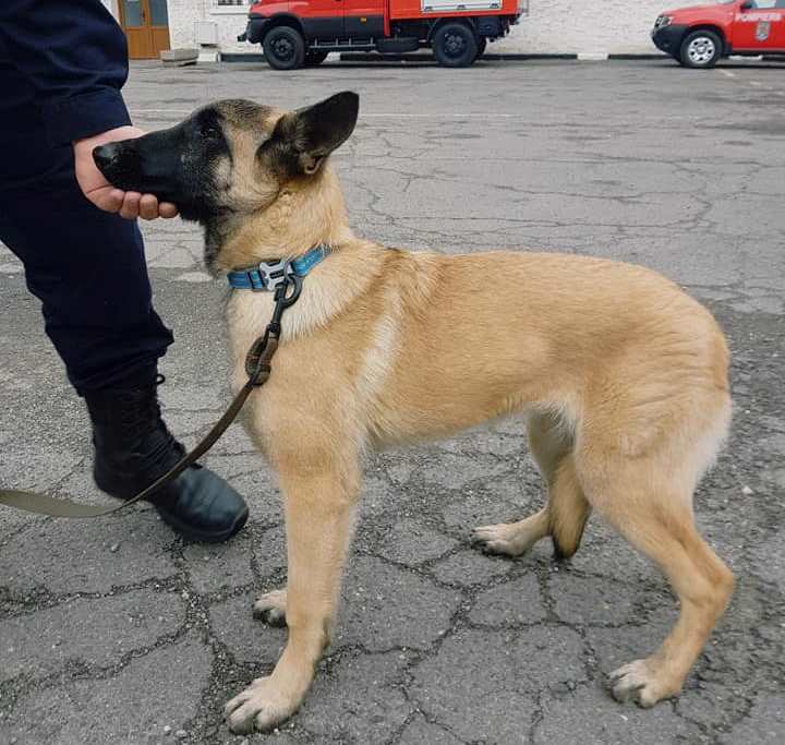 Pet Blitz I Despre arsuri și hidratarea corectă a animalelor de companie