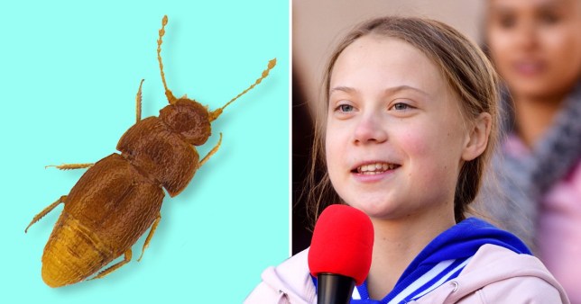 O specie de gândac va purta numele Gretei Thunberg