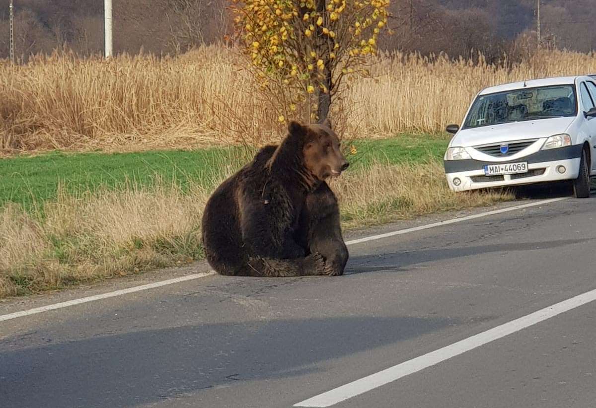 Ursul din Harghita nu ar fi agonizat atât dacă ar fi existat ‘112 pentru animalele sălbatice’