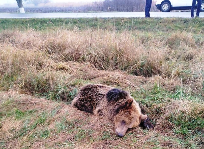 Încă un urs lovit de mașină în Mureș Încă un urs lovit de mașină în Mureș