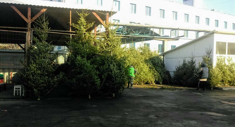 În piețele din Târgu Mureș oferta de brazi naturali e foarte slabă În piețele din Târgu Mureș oferta de brazi naturali e foarte slabă
