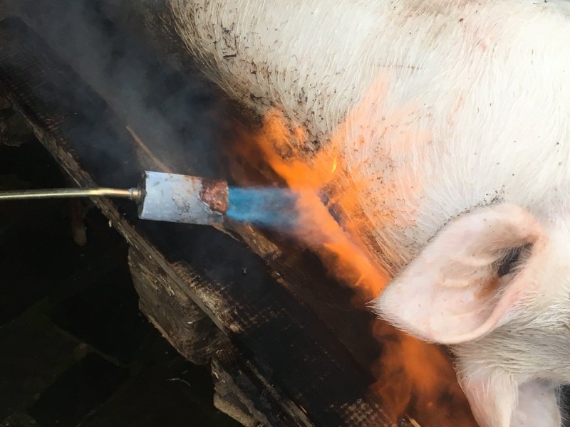 Tradiţia sacrificării porcilor de Crăciun se pierde în România