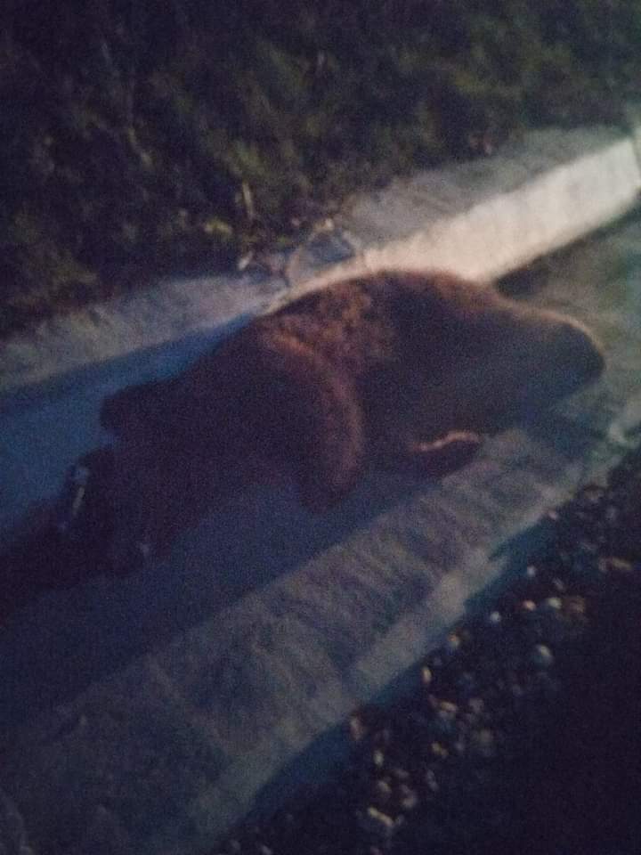 Pui de urs lovit mortal de o maşină pe un drum din județul Sibiu
