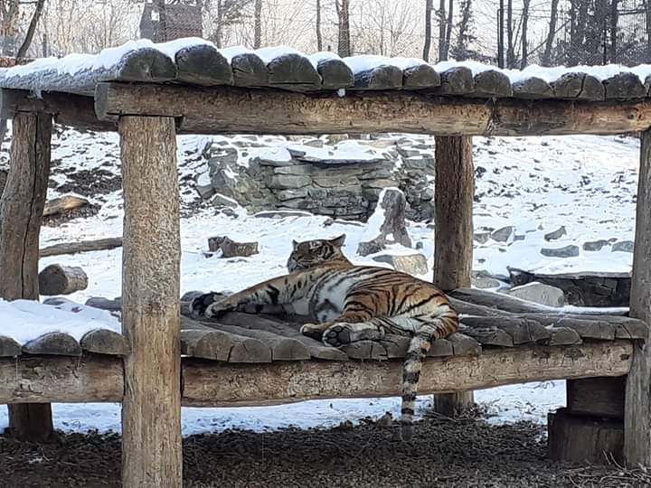 Atenție suplimentară pentru animalele de la Zoo Tg.Mureș