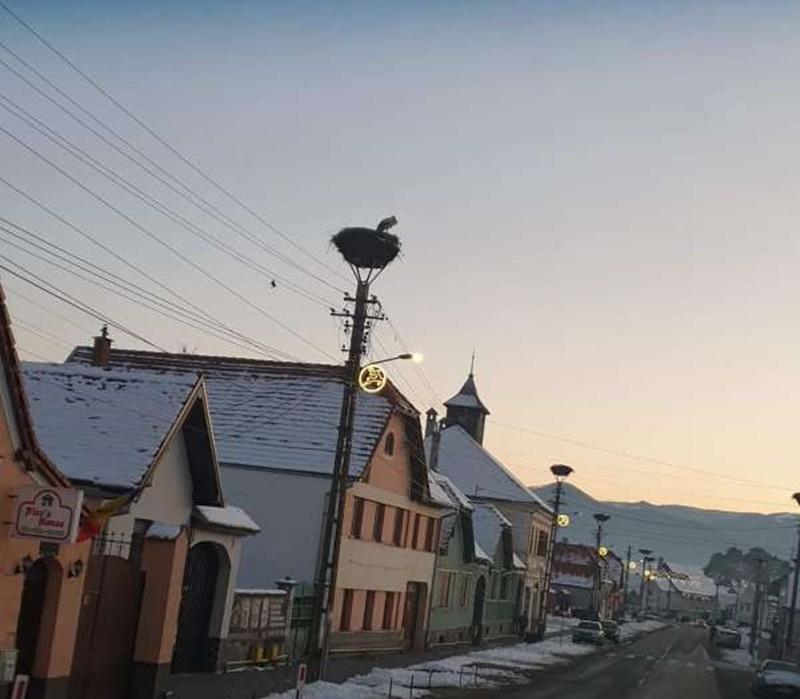 Pentru prima dată în ultimii 13 ani, o barză a apărut iarna în Cristian şi înfruntă gerul