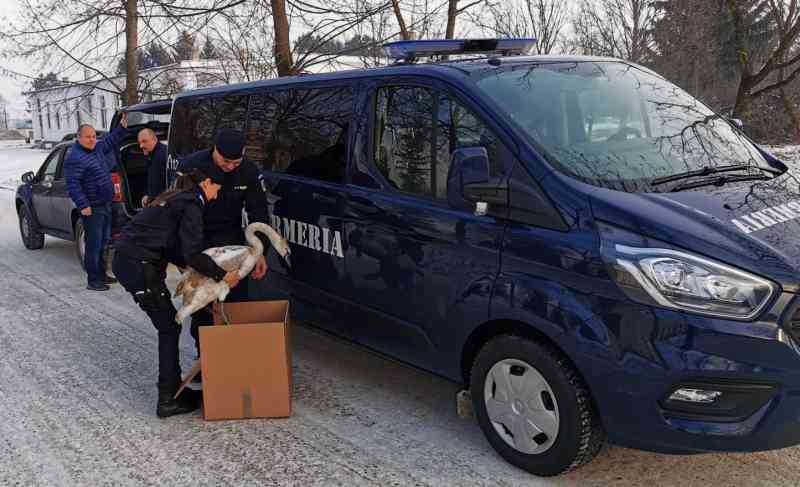 Lebădă rănită, preluată dintr-o curte din Ghimbav şi transportată la Zoo