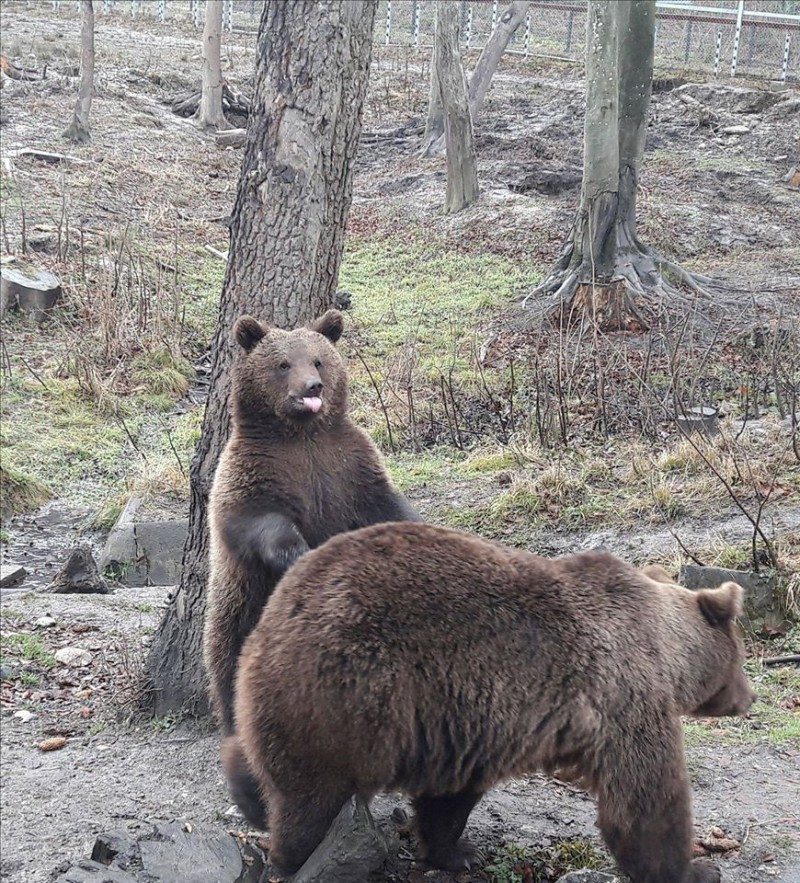 Ziua Ursului la Zoo Braşov Ziua Ursului la Zoo Braşov