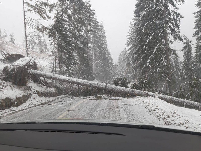 Doborâturile de arbori blochează traseele turistice de pe Tâmpa