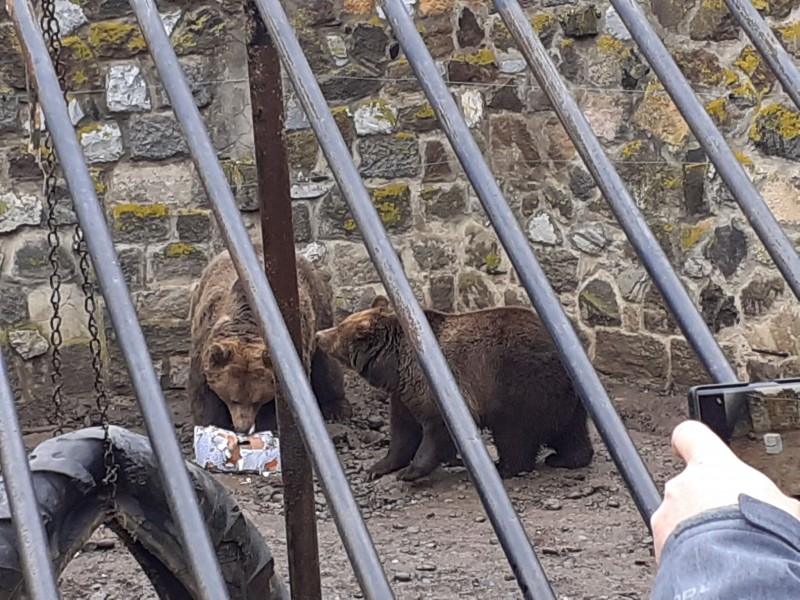 Dacă e 2 februarie, e Ziua Ursului la Grădina Zoologică din Tîrgu Mureș