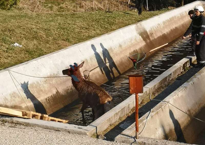 Un cerb a fost salvat de pompierii din Reghin Un cerb a fost salvat de pompierii din Reghin