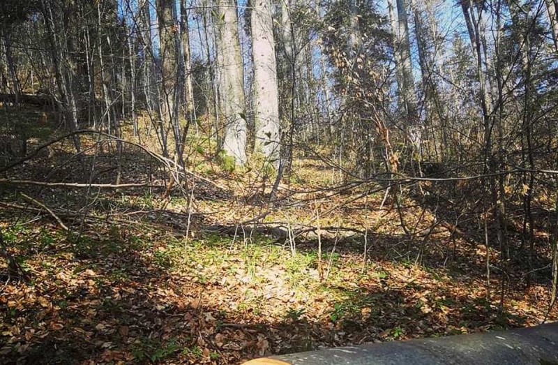 Peste 64.000 de hectare de pădure afectate de vântul din februarie