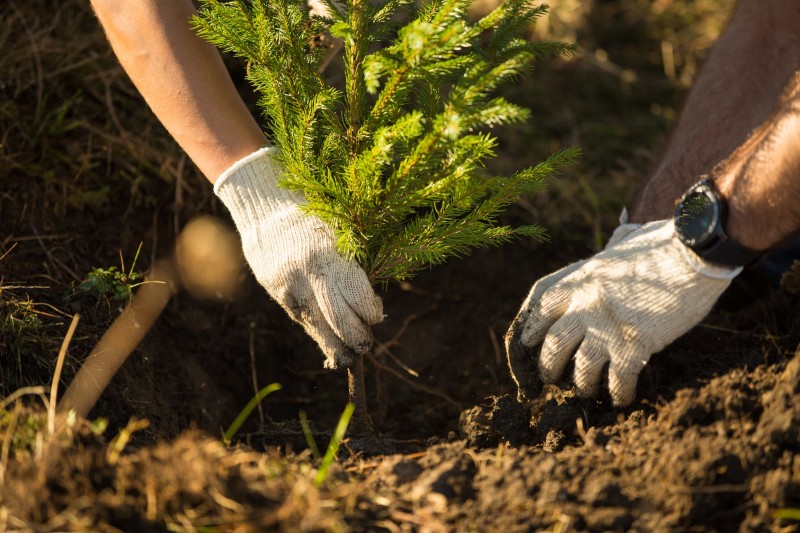 Acţiune amplă de împădurire la Filpişu de Câmpie, judeţul Mureş Acţiune amplă de împădurire la Filpişu de Câmpie, judeţul Mureş