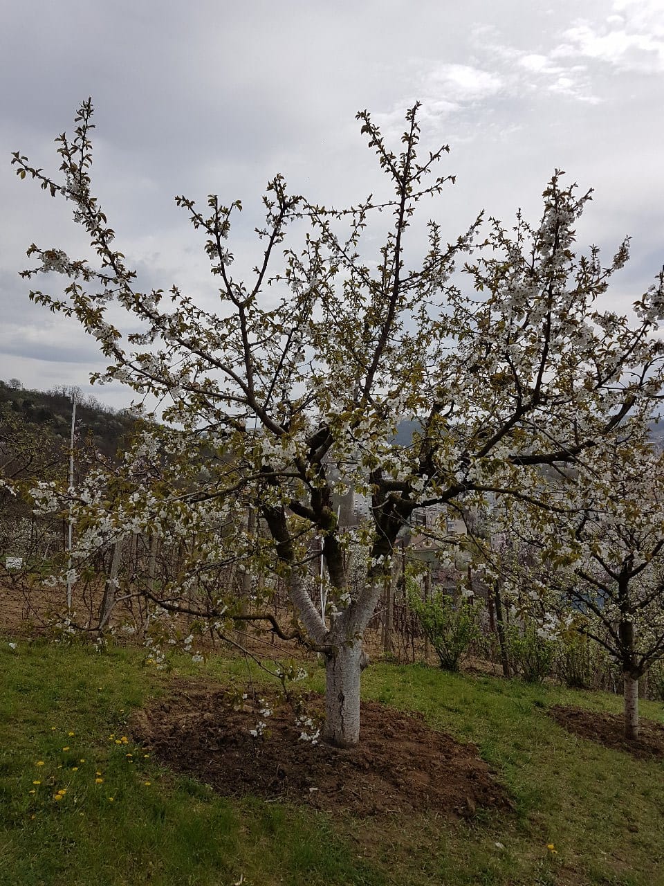 Lucrări specifice lunii aprilie în agricultură