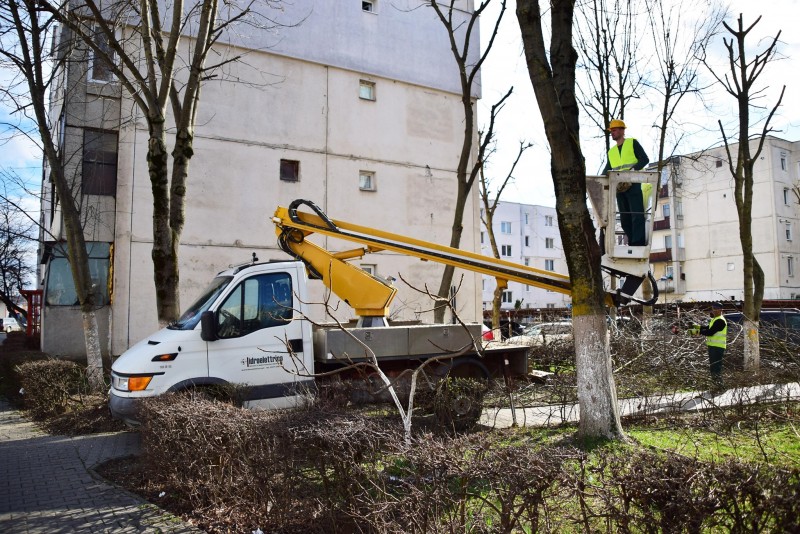 Încep toaletările copacilor din Târgu Mureș