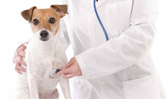 Medicii veterinari îşi vor primi drepturile cuvenite cel târziu miercuri