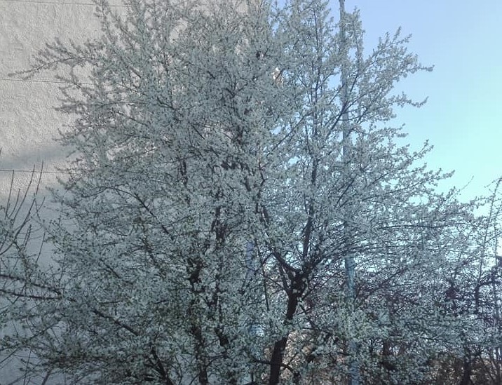 Vremea va fi în general frumoasã