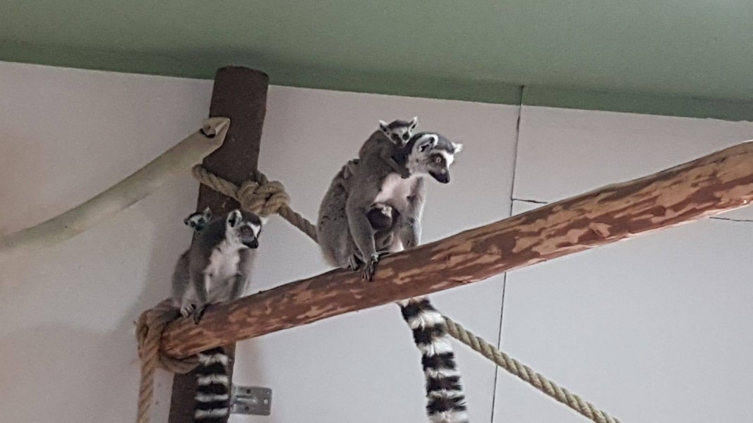Familia Zoo Brașov s-a mărit cu 5 noi membri