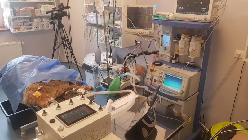 Primul ventilator românesc pentru insuficienţă respiratorie a trecut de testul pe animale de talie medie