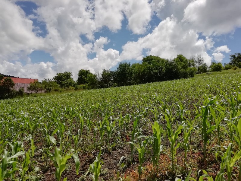 Peste 21.000 de dosare depuse de fermierii mureșeni la APIA sunt eligibile la plată