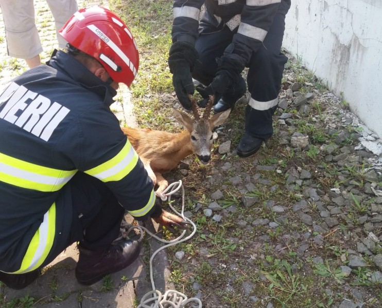 Pompierii mureșeni au salvat o căprioară prinsă în gardul unei case din Tg.Mureș