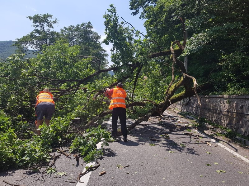 Circulație îngreunată pe DN15, în zona Răstolița, din cauza unui copac căzut pe șosea