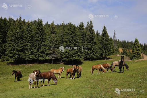 Program de sprijnire a creşterii cailor în Transilvania sprijinit de statul ungar
