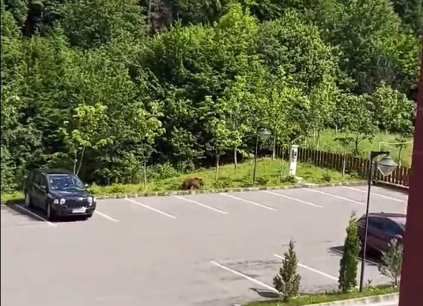 Urs filmat în parcarea unui hotel din staţiunea Covasna