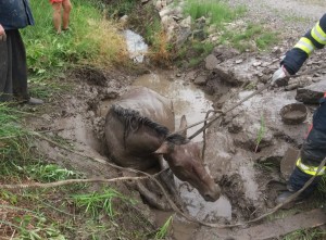 Cal căzut în groapă de noroi Foto: ISU Mures