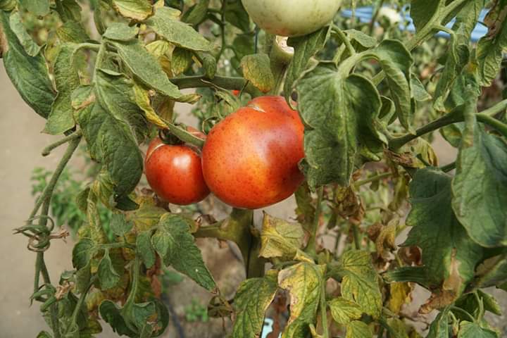 Prelungirea termenului pentru ‘Programul Tomata’ ajută legumicultorii din Mureș