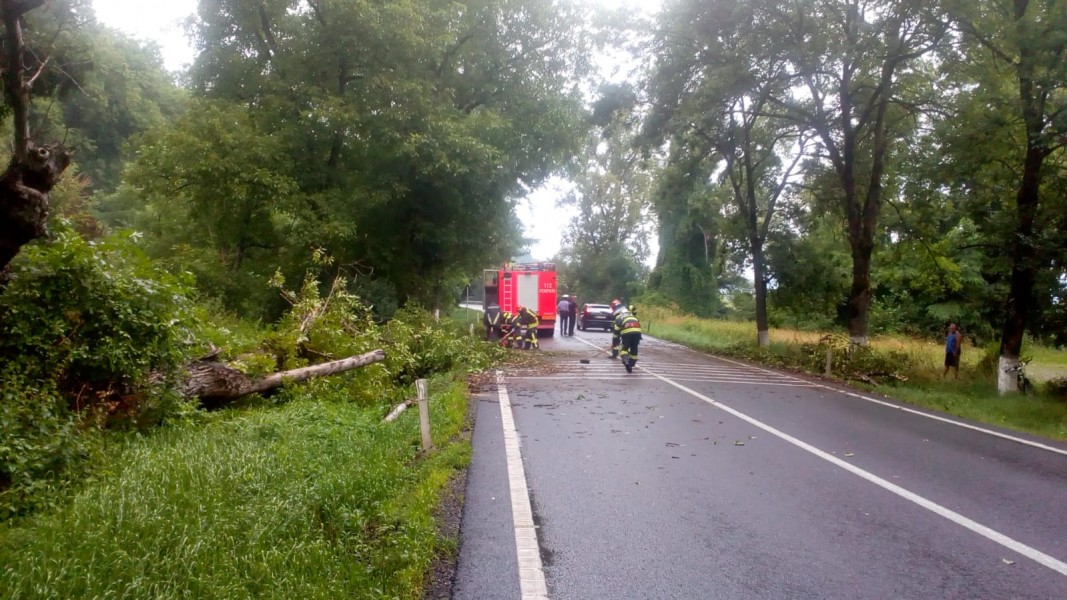 Copaci căzuți pe carosabil în Mureș
