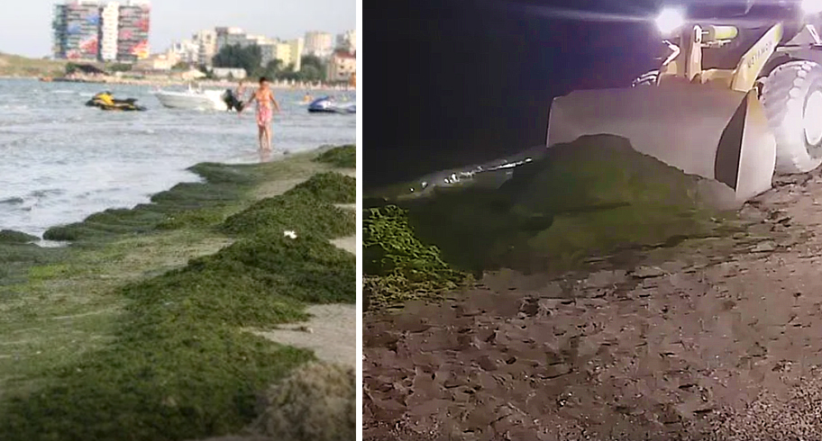 Pe litoralul românesc, tone de alge au fost aduse la mal în ultimele 48 de ore