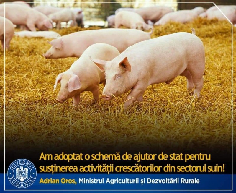 Crescătorii de bovine, porcine, păsări şi albine vor primi sprijin financiar