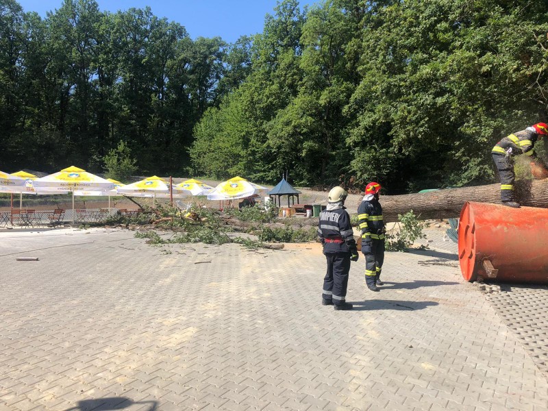 Copac căzut pe carosabil în Reghin