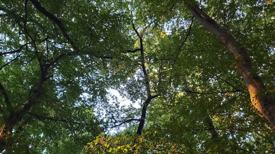 Tânăr de 26 de ani din Reghin, găsit decedat în pădure