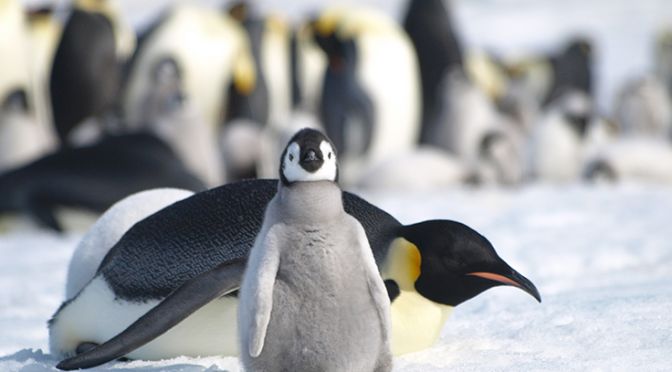 Noi colonii de pinguini imperiali au fost depistate prin satelit