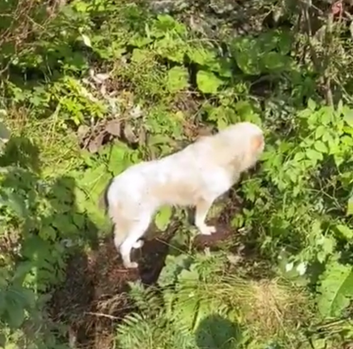 Câine recuperat de jandarmii montani din Sibiu