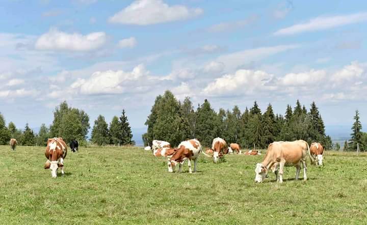 Autoritățile iau măsuri suplimentare pentru reducerea riscului apariției febrei aftoase în România